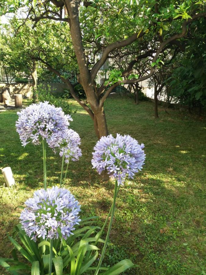 Vila Skala Χέρτσεγκ Νόβι Εξωτερικό φωτογραφία
